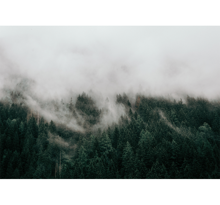 Fototapete wald nebeliger waldlandschaft - TenStickers