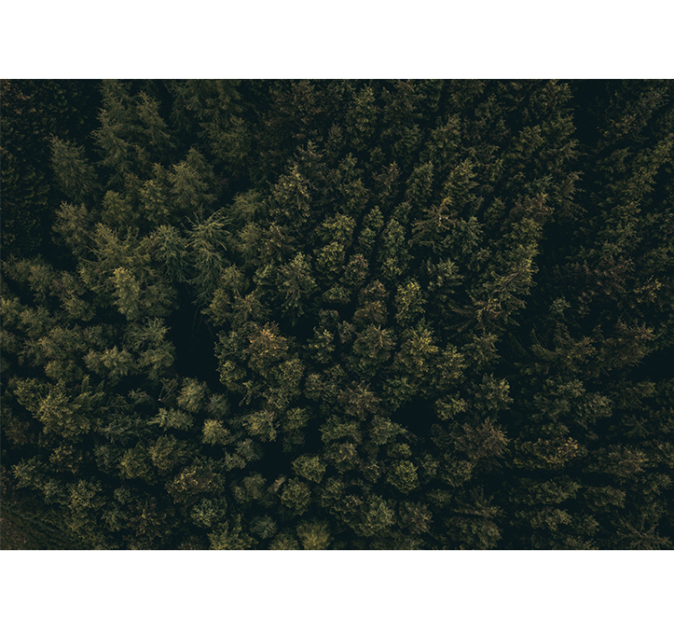 Fototapete natur üppiges grünes blätterdach - TenStickers