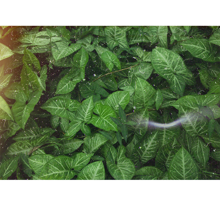 Fototapete natur lebendige blattkomposition - TenStickers