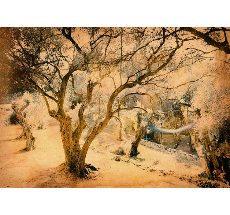 Fototapete wald mit goldenen olivenbäumen - TenStickers