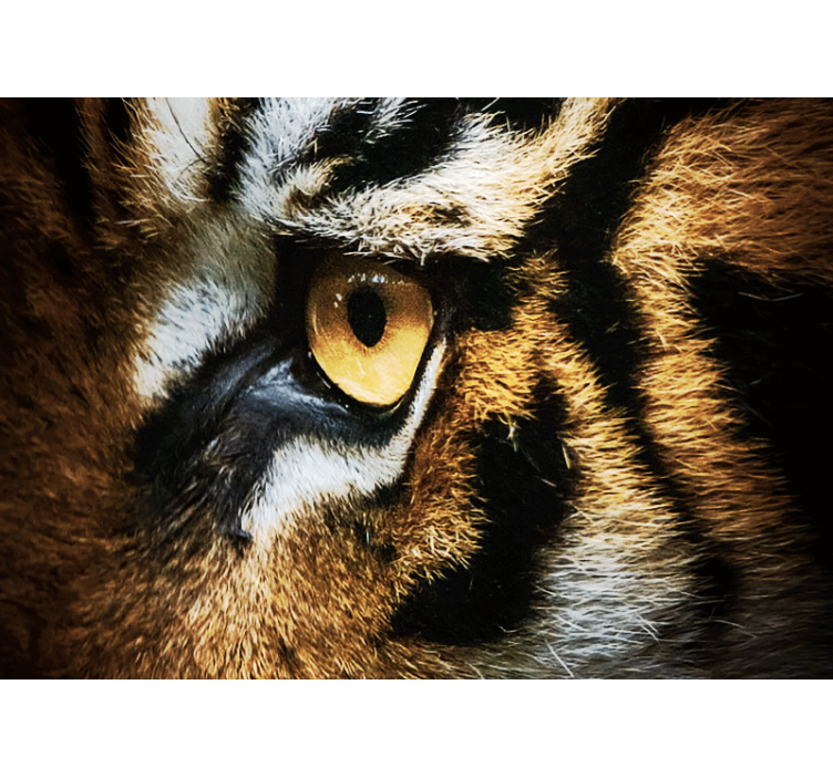 Fototapete Tiere intensiver tigerblick - TenStickers