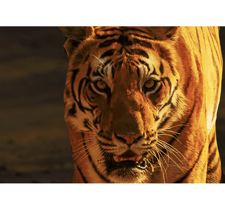 Fototapete löwe majestätischer tigerblick - TenStickers