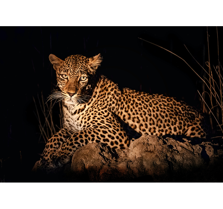Fototapeten Tiere leopard im rampenlicht - TenStickers