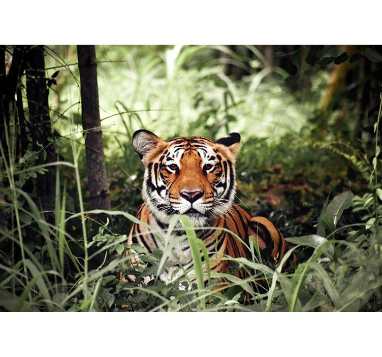 Fototapete tiere tiger erlebnis - TenStickers