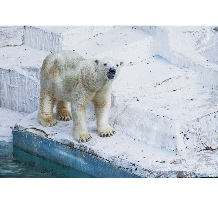Fototapete tiere eisbär haltung - TenStickers