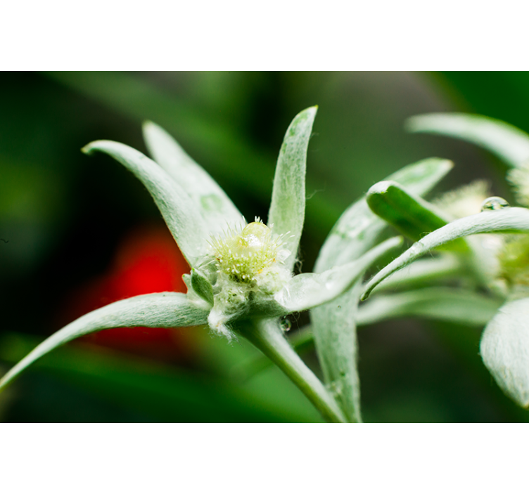 Fototapete Andere Blumen Edelweiß - TenStickers