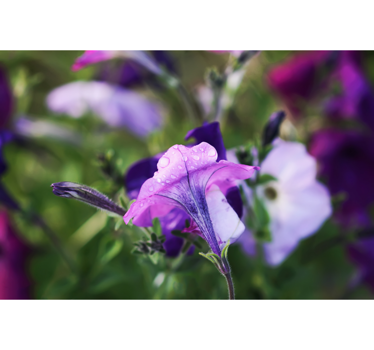 Fototapete Blumen Alpenglöckchen - TenStickers