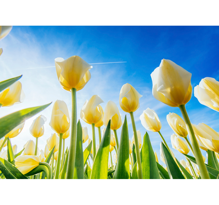 Fototapete tulpen im sonnenlichtfeld - TenStickers