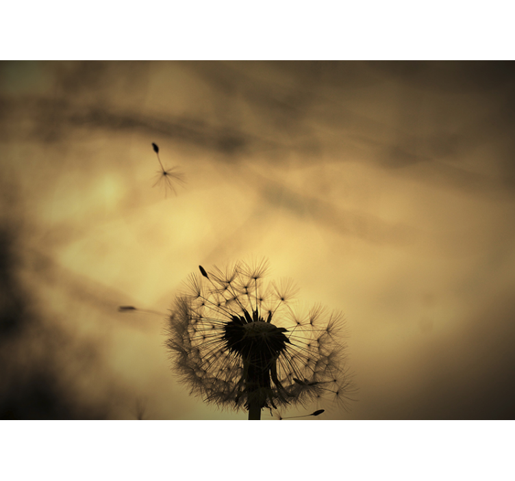 Fototapete löwenzahn dandelion silhouette - TenStickers