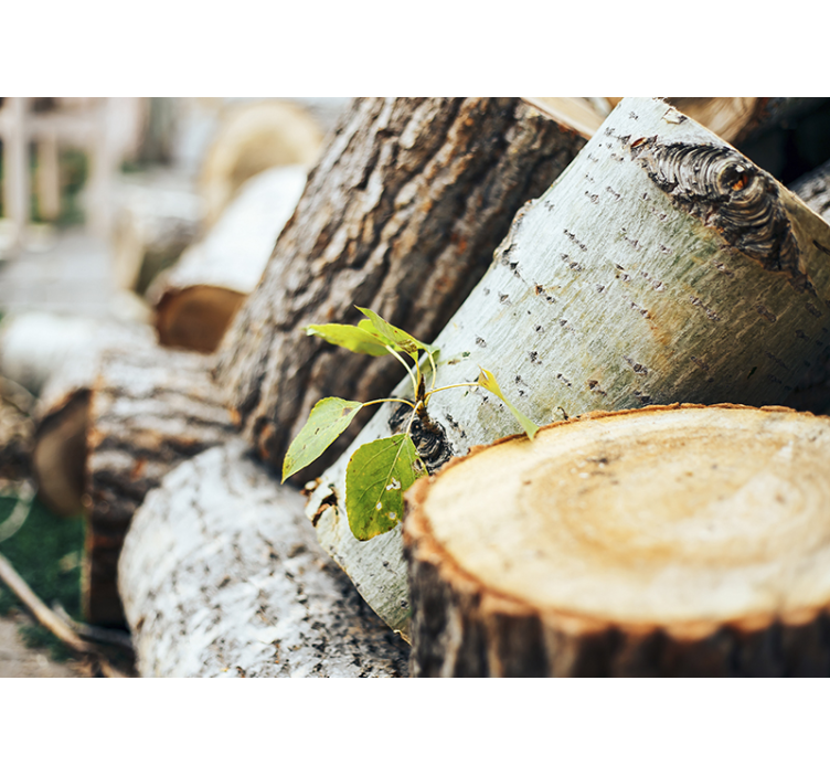 Fototapete wald holzscheite arrangement - TenStickers