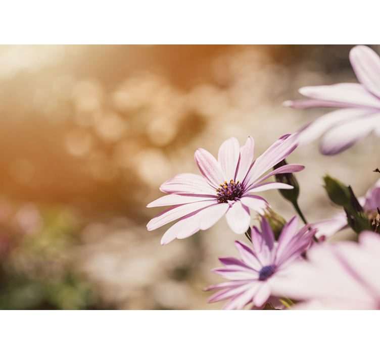 Fototapete blumen pinke blüte - TenStickers