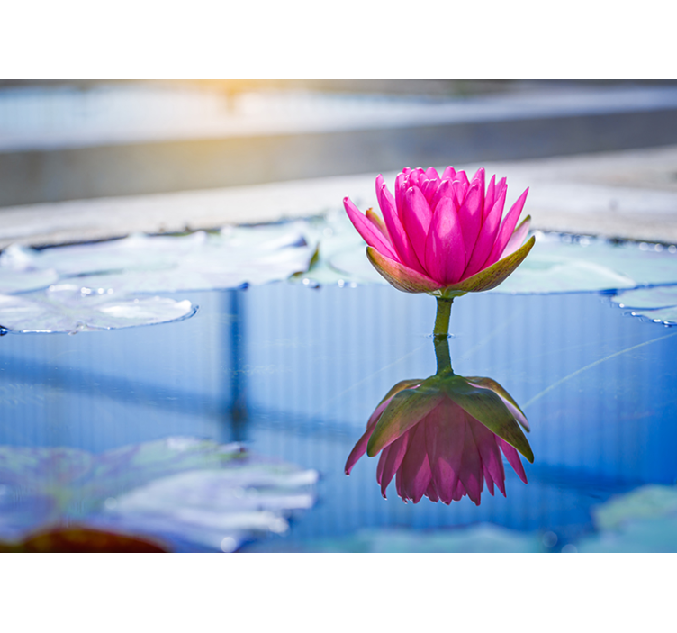Fototapete zen lotusblüten ruhe - TenStickers