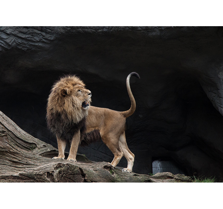 Fototapete Löwe majestätisches löwenporträt - TenStickers