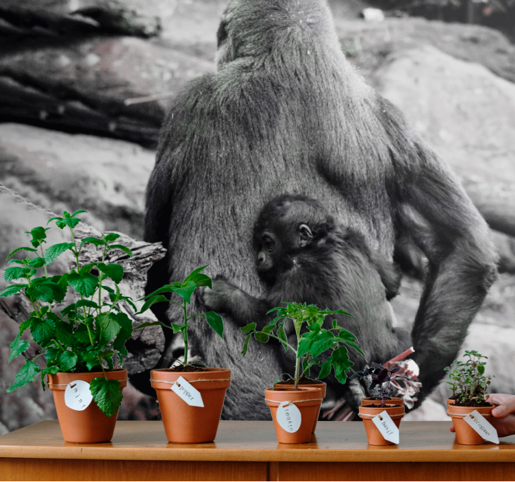 Fototapete Tiere gorillamutter und -baby - TenStickers