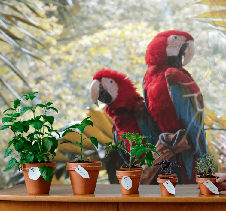 Fototapete tiere papageienpaar scarlet macaw - TenStickers