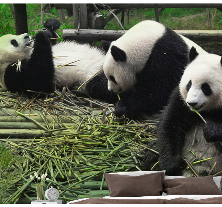 Fototapete Tiere verspielte panda-familie - TenStickers