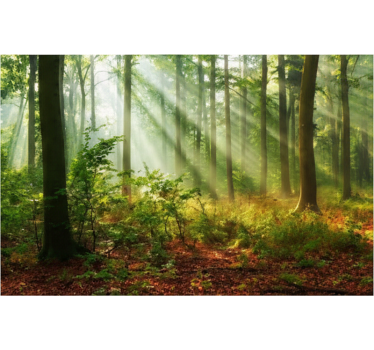 Tapete wald natürliches licht im wald - TenStickers