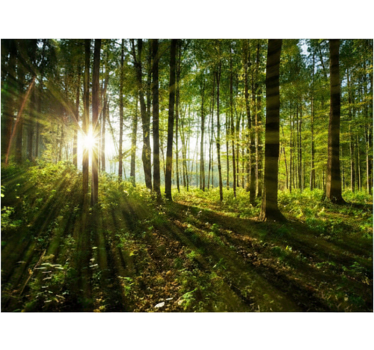 Tapete wald goldene sonnenstrahlen wälder - TenStickers