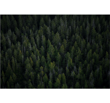 Tapete wald mit tiefer waldstruktur - TenStickers