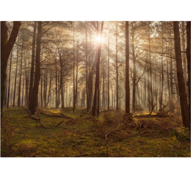 Tapete wald goldene tierwelt lounge - TenStickers