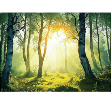 Tapete wald sonnenverwöhnte birkenwandgestaltung - TenStickers
