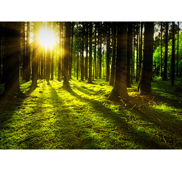 Fototapete wald im sonnenlicht - TenStickers