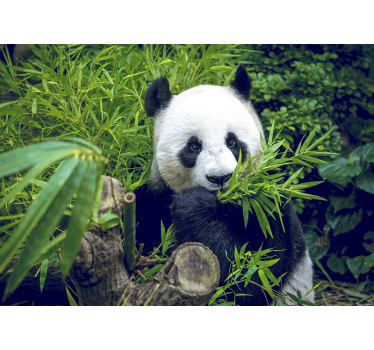 Bambus Fototapete Panda Tier - TenStickers