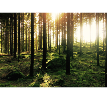 Fototapete Wohnzimmer sonnenbeschienener wald - TenStickers