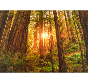 Mystischer Morgen Wald Fototapete - TenStickers