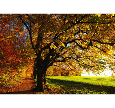Fototapete Baum herbstlicher waldweg - TenStickers