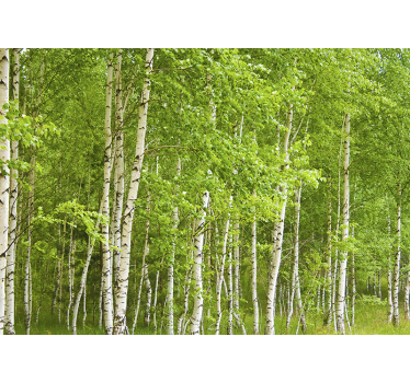 Landschaft Fototapete Birkenwald - TenStickers