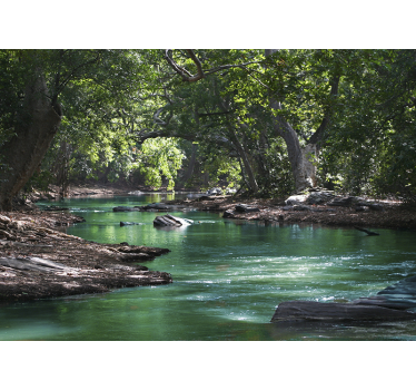 Wald und Fluss Landschaft Fototapete - TenStickers