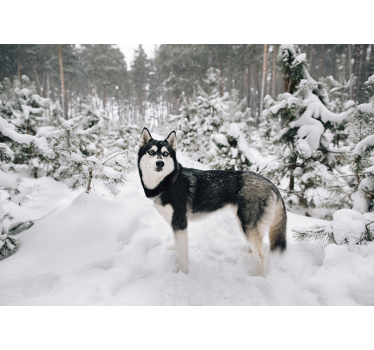 Winterwald und Husky Natur Fototapete - TenStickers