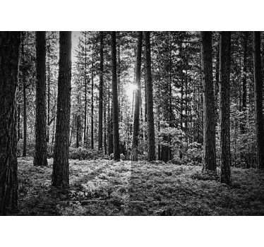 Schwarz-weiß Wald Natur Fototapete Wohnzimmer - TenStickers