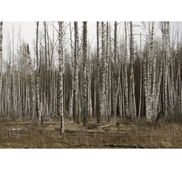 Fototapete wald birkenhain naturrefugium - TenStickers