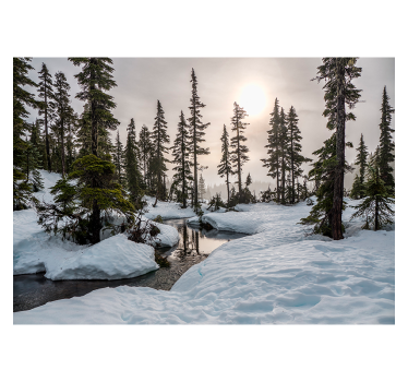 Verschneiter Wald Fototapete Wohnzimmer - TenStickers