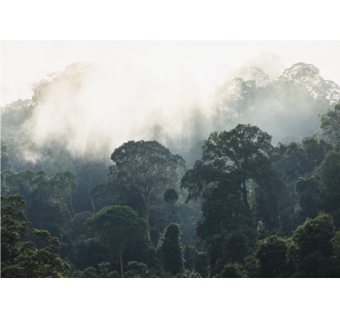 Fototapete natur nebelwaldansicht - TenStickers