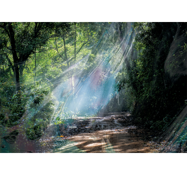 Fototapete natur strahlender waldweg - TenStickers