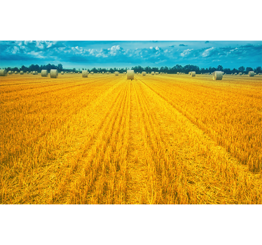 Fototapete Landschaften goldenes erntefeld - TenStickers
