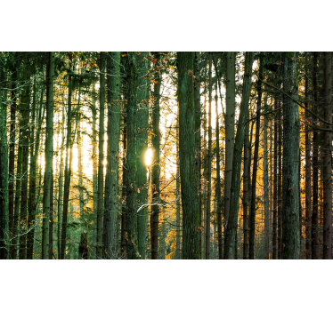 Fototapete Wald strahlender waldblick - TenStickers