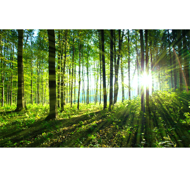 Fototapete wald sonnendurchfluteter waldblick - TenStickers