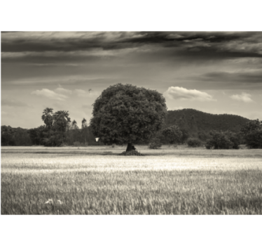 Fototapete Baum verlassener baum landschaft - TenStickers