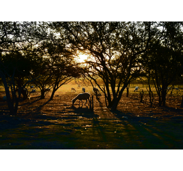 Fototapete natur goldener sonnenuntergang weide - TenStickers