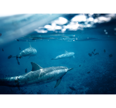 Fototapete Meer begegnung mit delfinen unter wasser - TenStickers