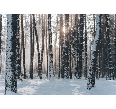 Fototapete Wald winterliche kiefernwälder - TenStickers