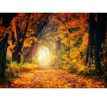 Fototapete wald herbstweg szene - TenStickers
