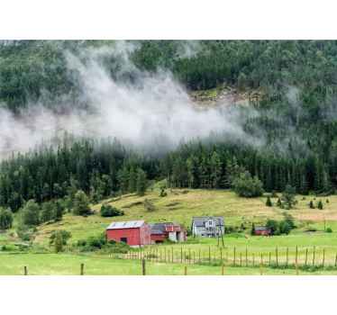 Fototapete Natur norwegischer wald - TenStickers
