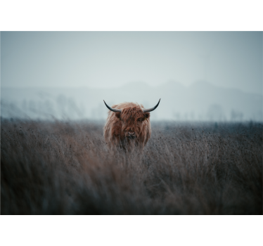 Fototapete Natur braune hochlandkuh - TenStickers