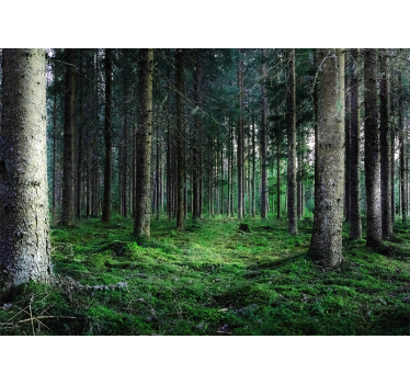 Fototapete natur Üppiger waldweg - TenStickers