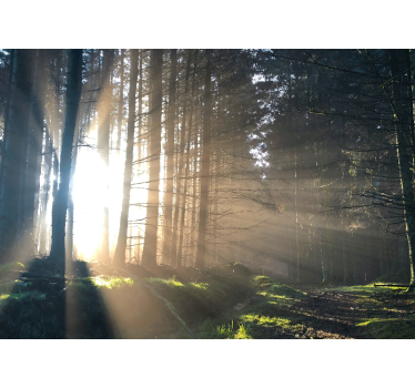 Fototapete wald mit beleuchtetem waldweg - TenStickers